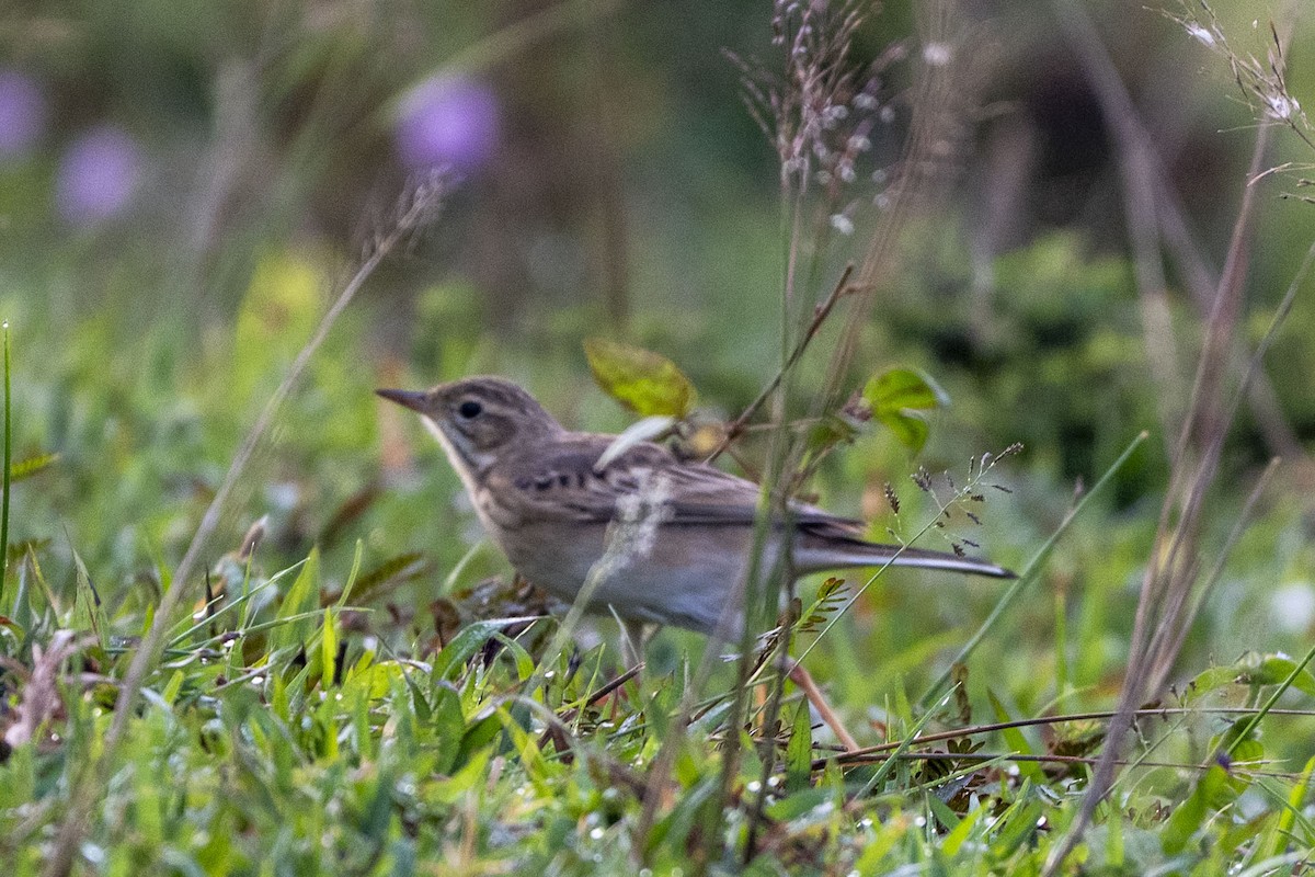 Paddyfield Pipit - ML646349976