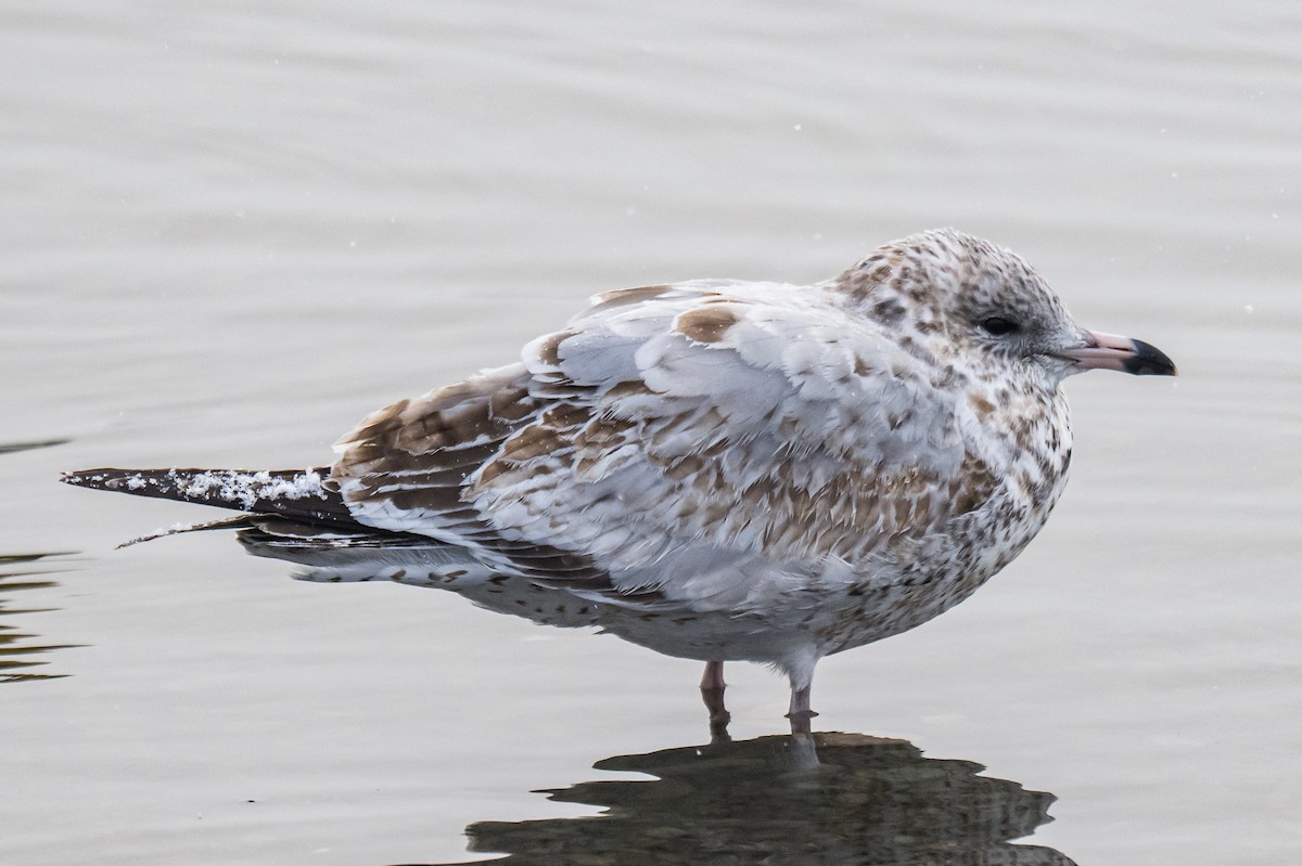 Ring-billed Gull - ML646349977