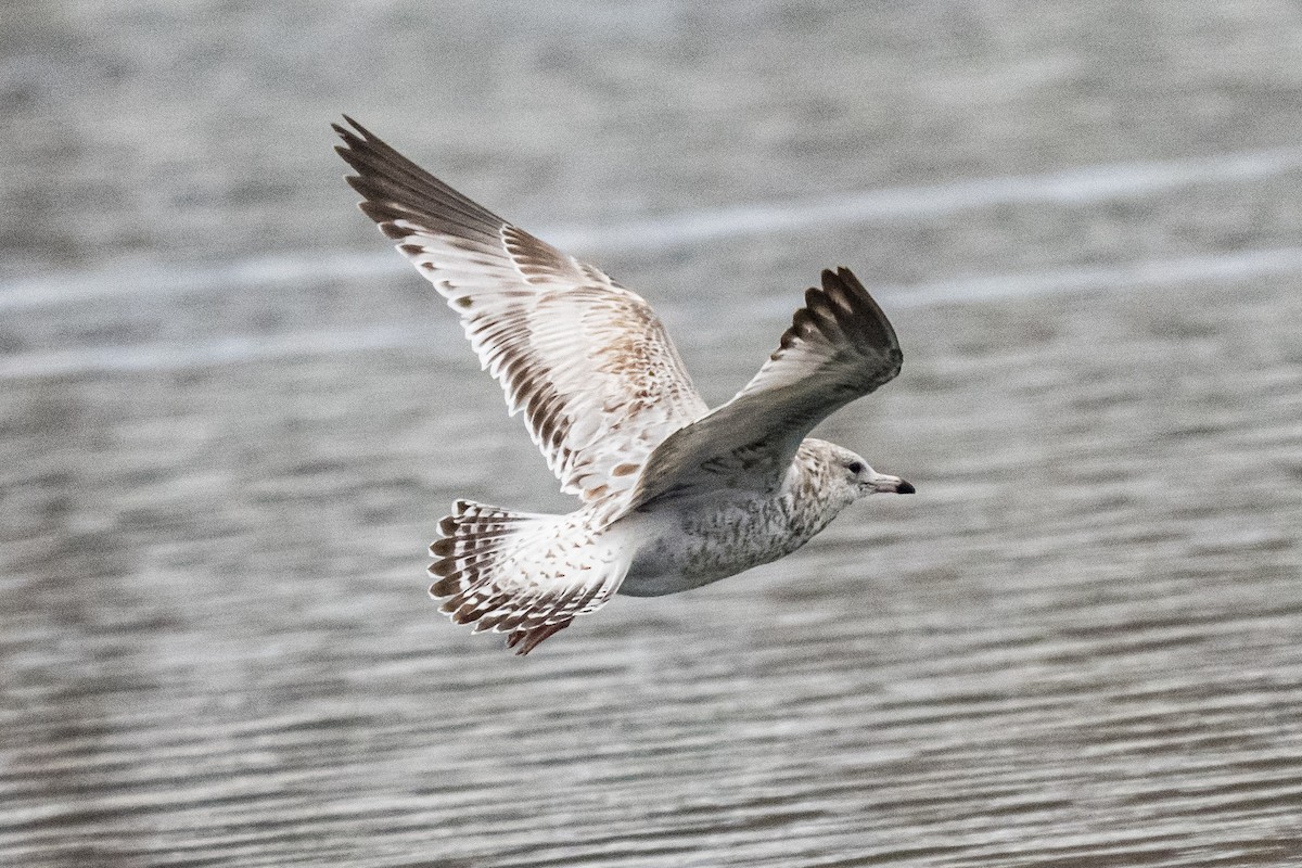Ring-billed Gull - ML646349978