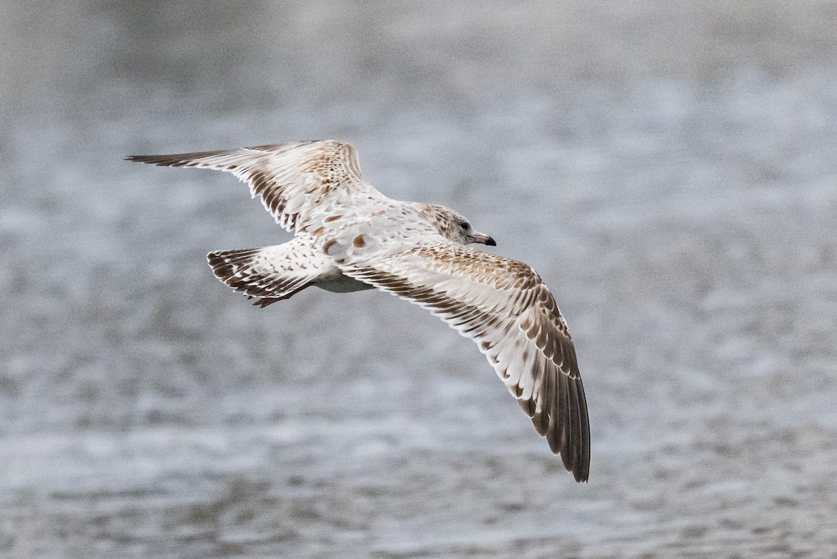 Ring-billed Gull - ML646349979