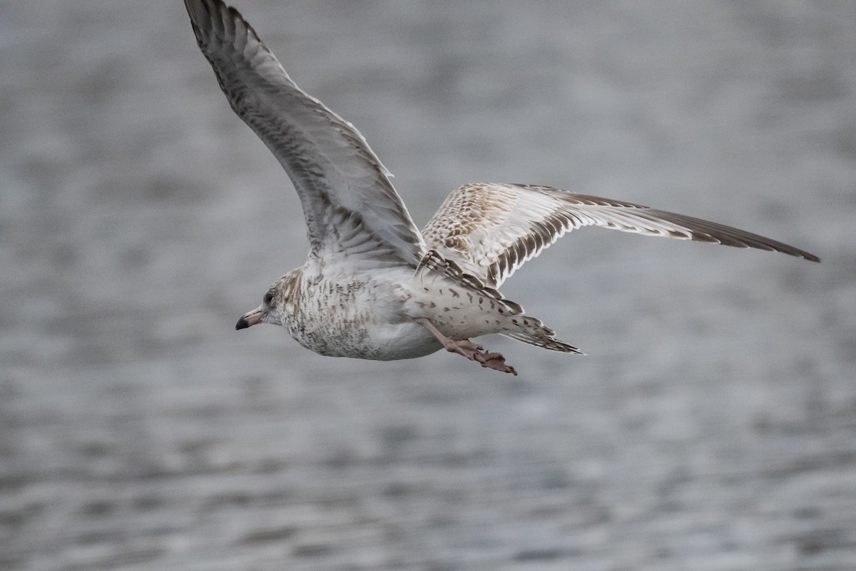 Ring-billed Gull - ML646349981