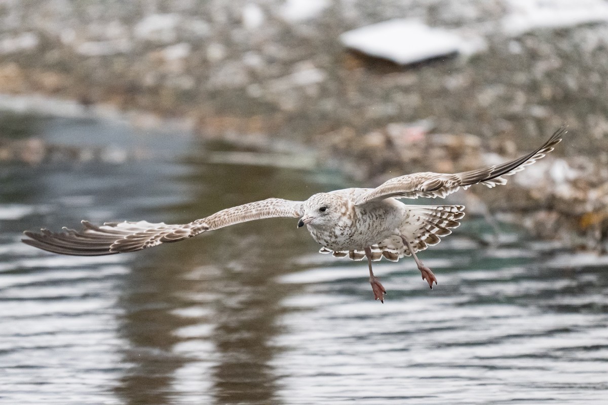 Ring-billed Gull - ML646349982