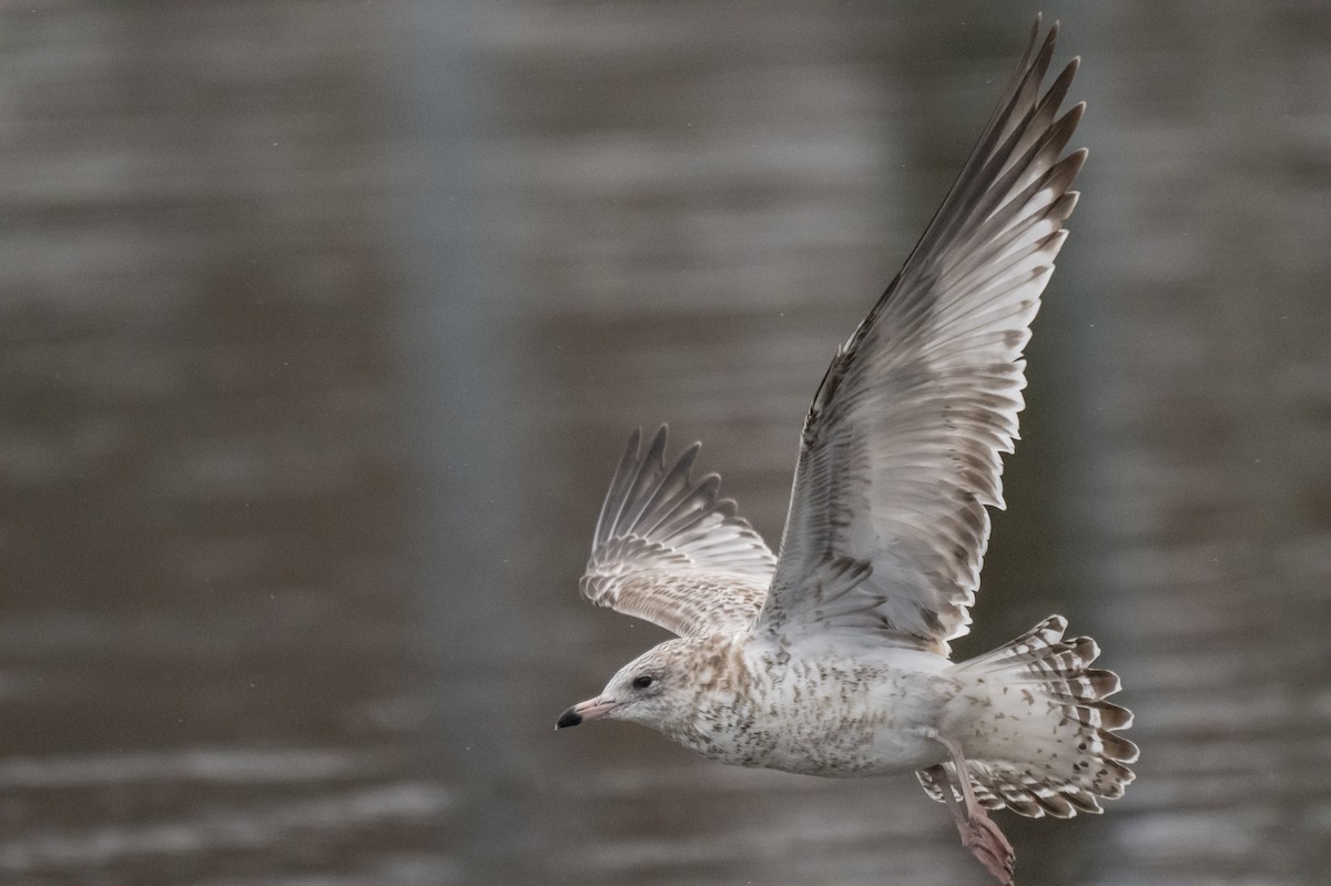 Ring-billed Gull - ML646349983