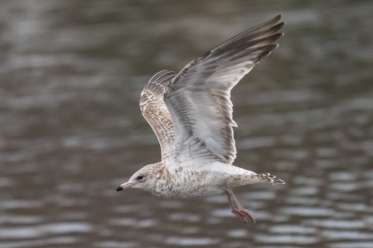 Ring-billed Gull - ML646349984