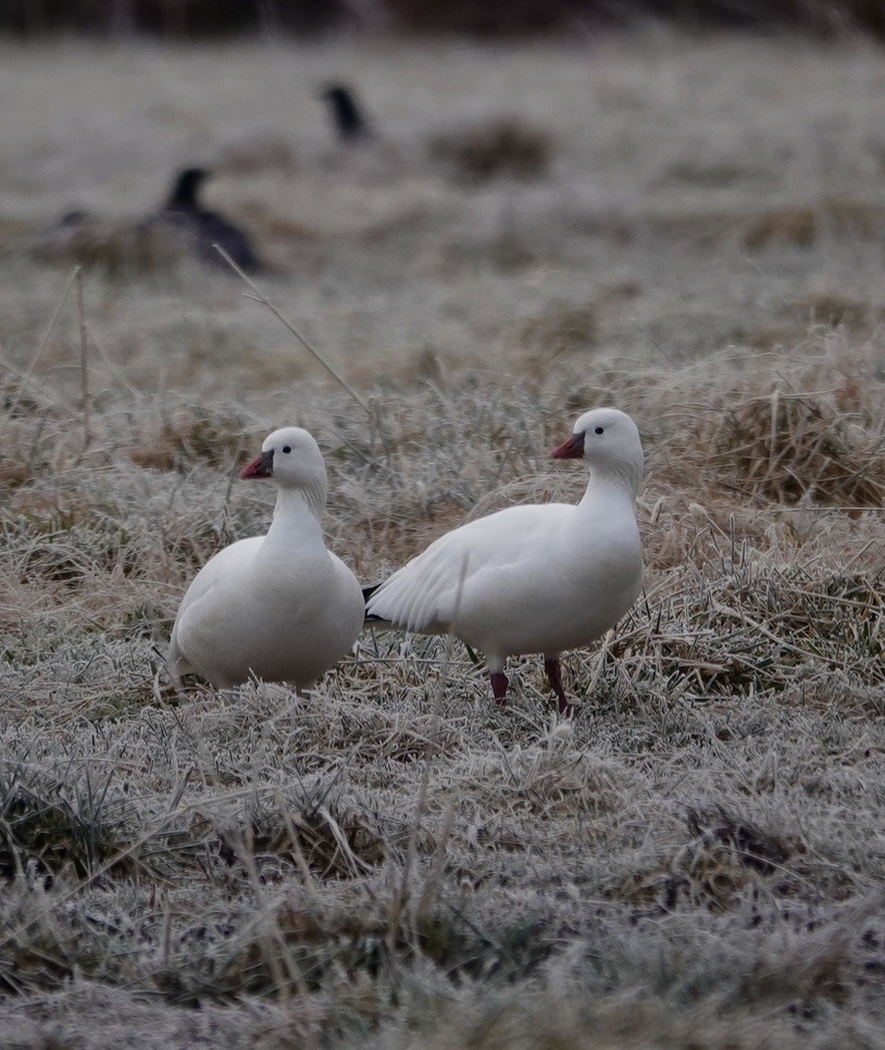 Ross's Goose - ML646349991