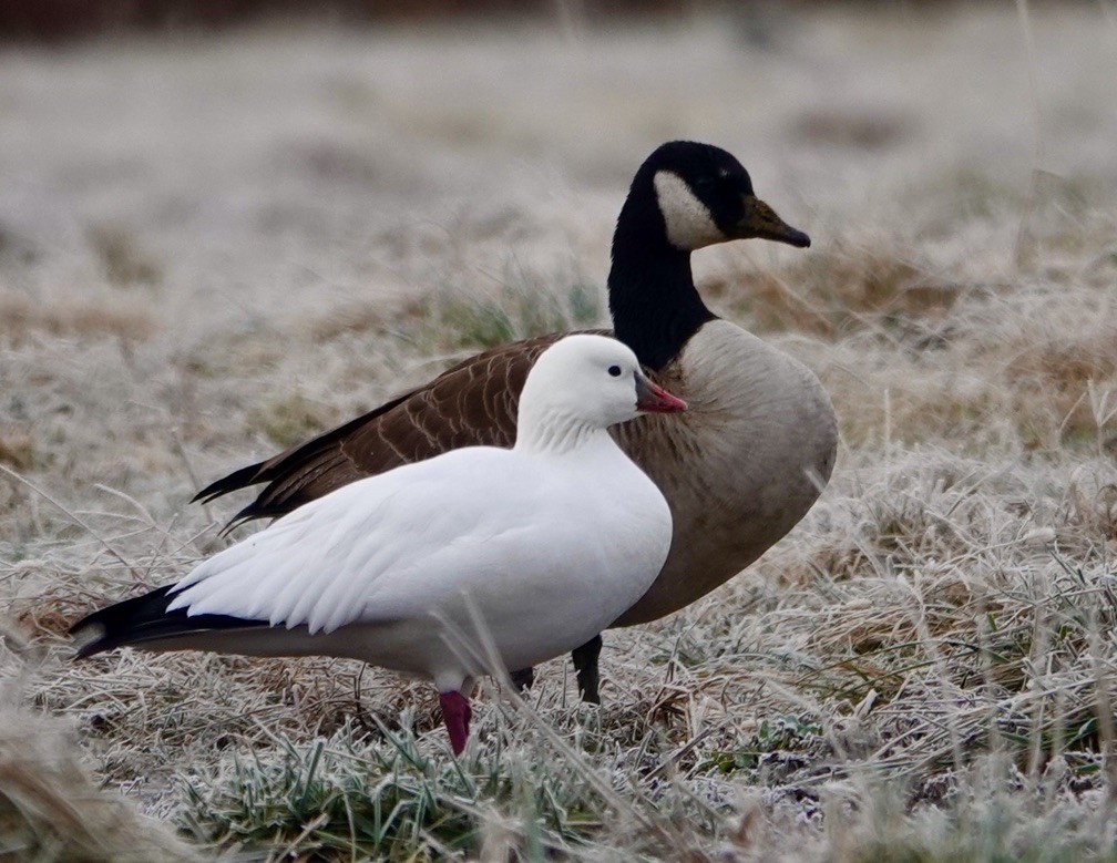 Ross's Goose - ML646349993