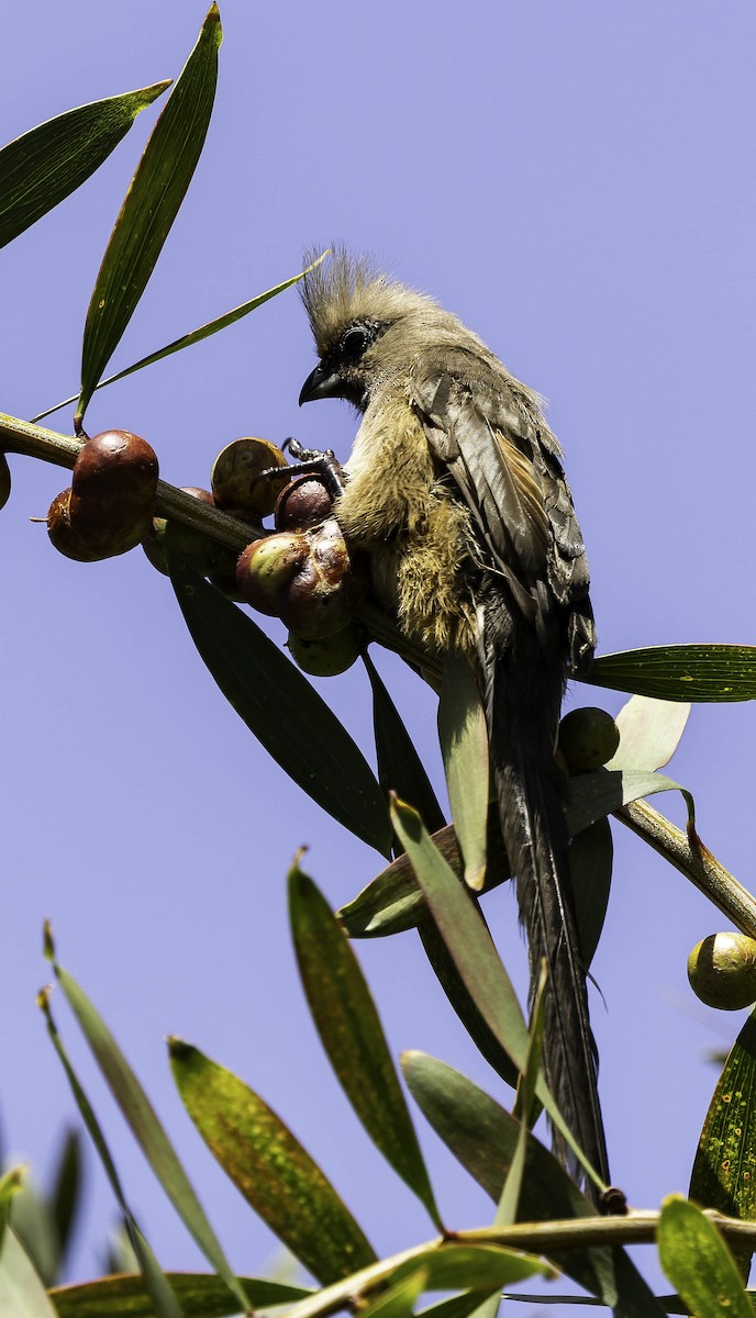 Speckled Mousebird - ML646349995