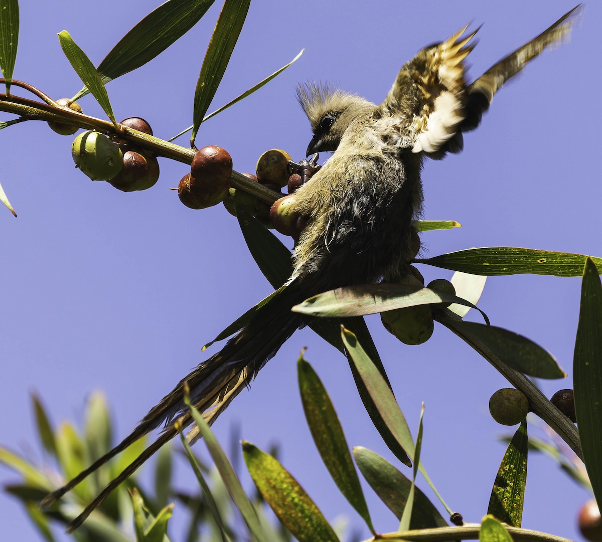 Speckled Mousebird - ML646349996