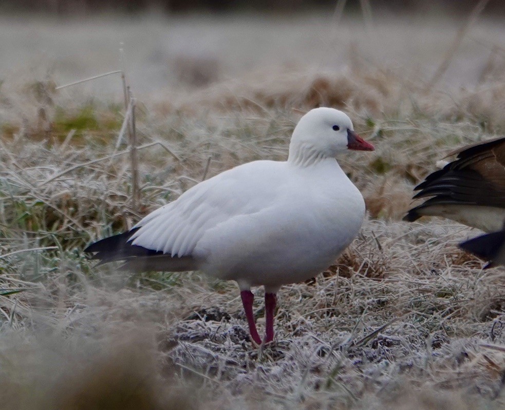 Ross's Goose - ML646349997