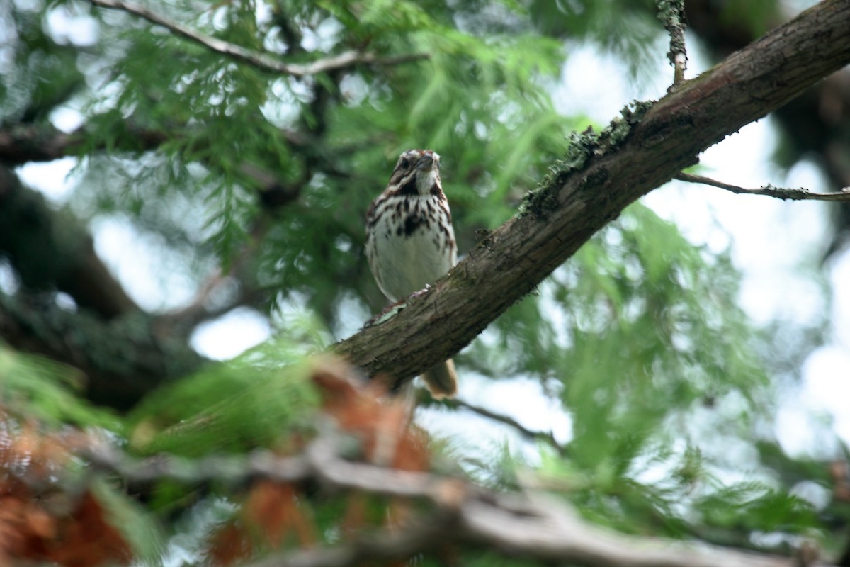 גיבתונית רוננת - ML646350000