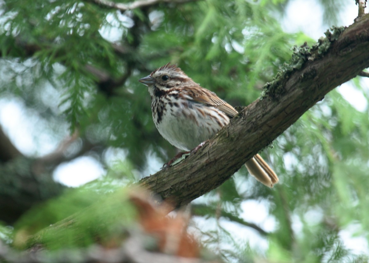 Певчая овсянка - ML646350001