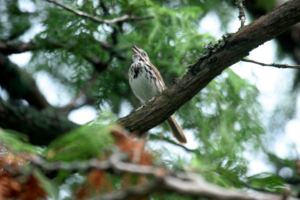 גיבתונית רוננת - ML646350002