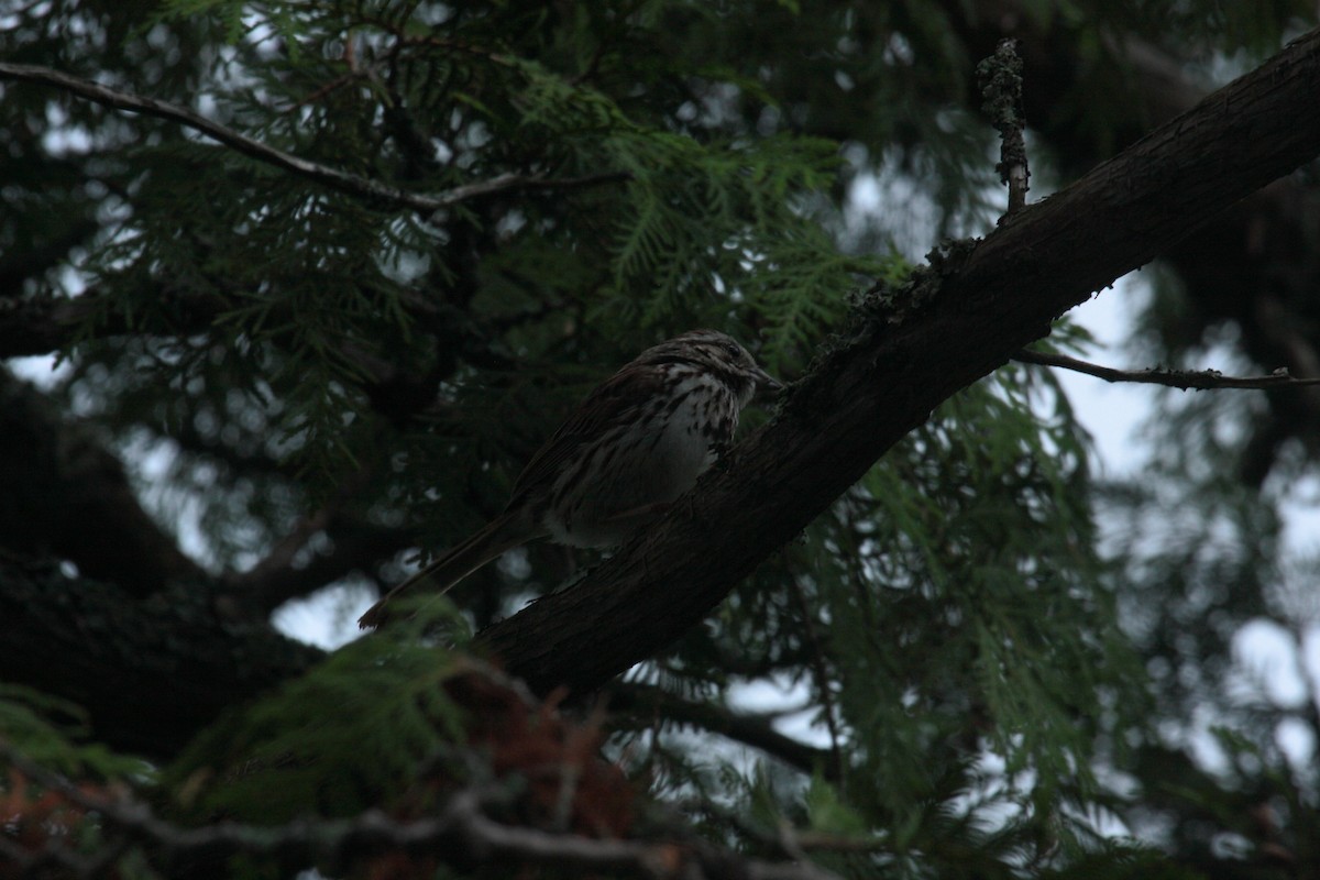 גיבתונית רוננת - ML646350003