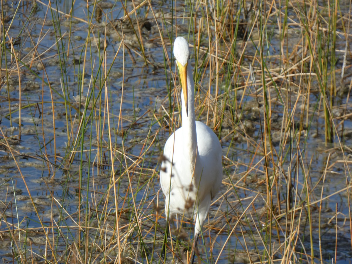 Большая белая цапля - ML646350004