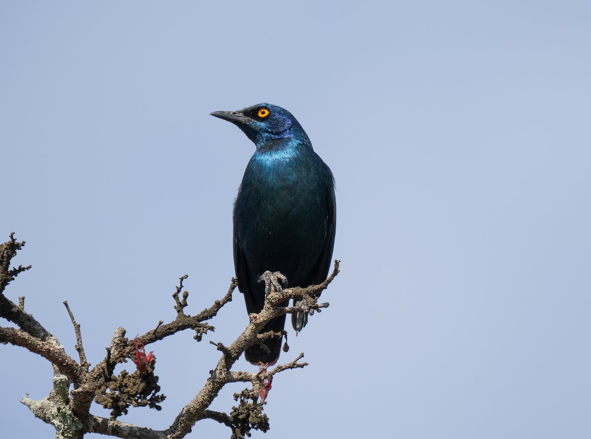 Капский спрео - ML646350005