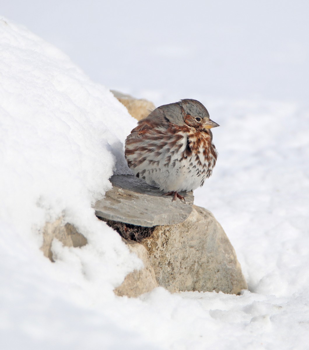 Пестрогрудая овсянка - ML646350006