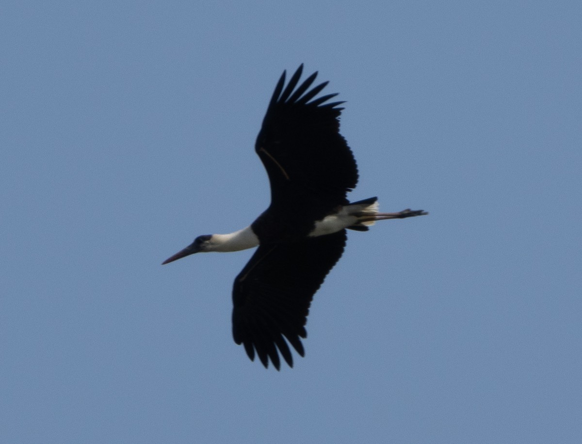 Asian Woolly-necked Stork - ML646350007