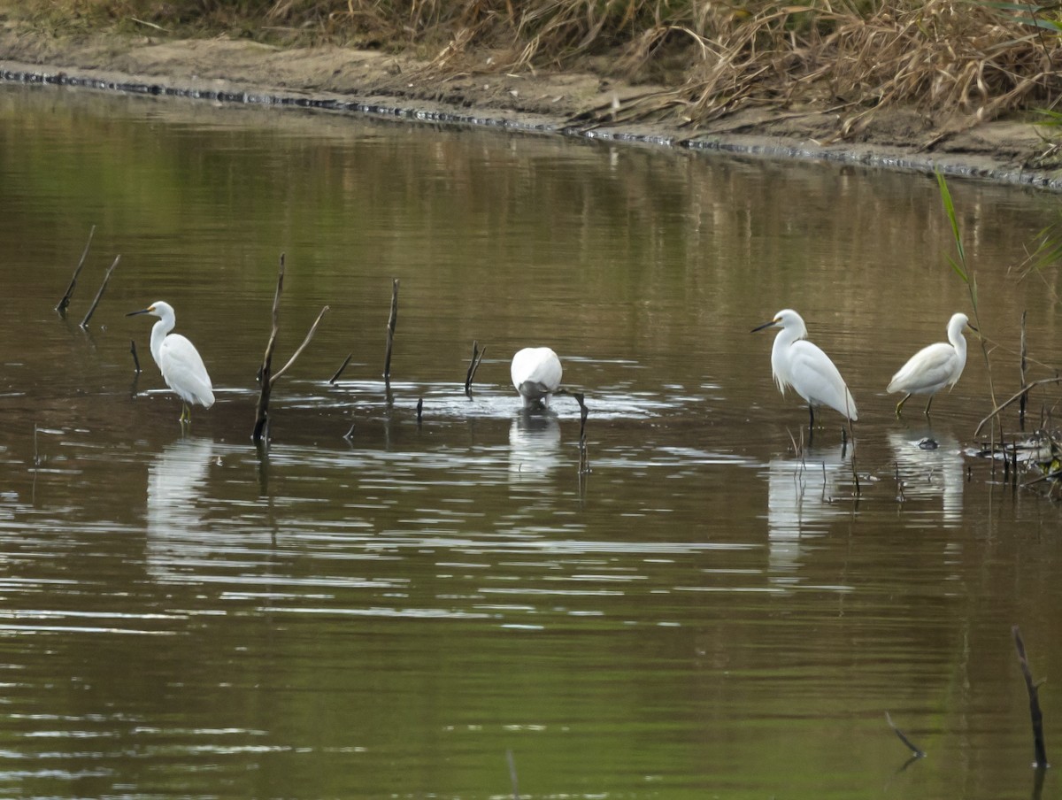 Снежная цапля - ML646350008
