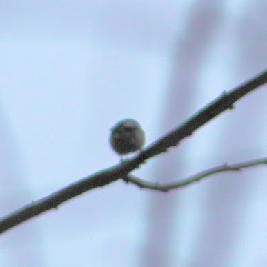 Американский чиж - ML646350009