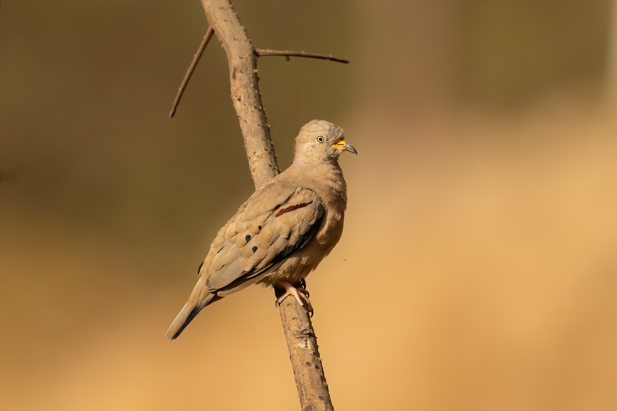 Перуанская земляная горлица - ML646350010