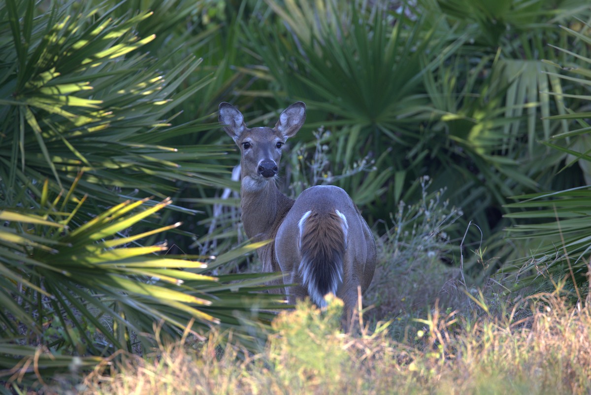 White-tailed Deer - ML646350011