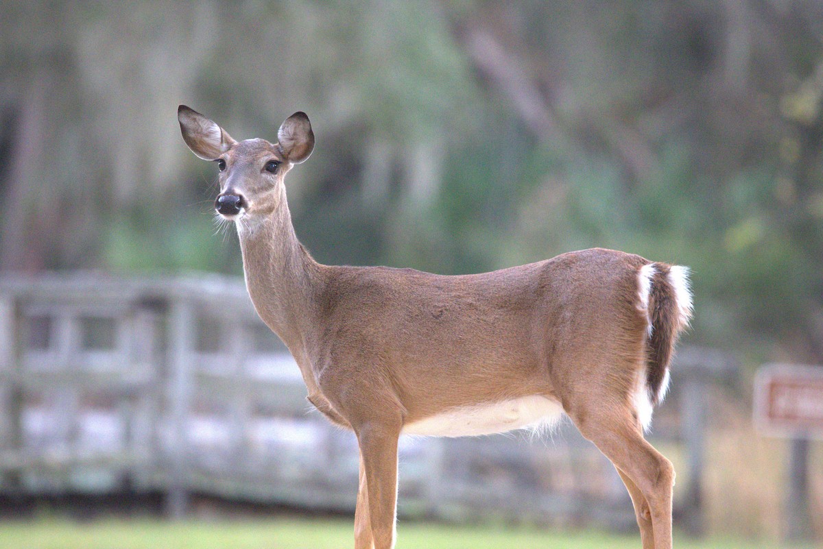 White-tailed Deer - ML646350013