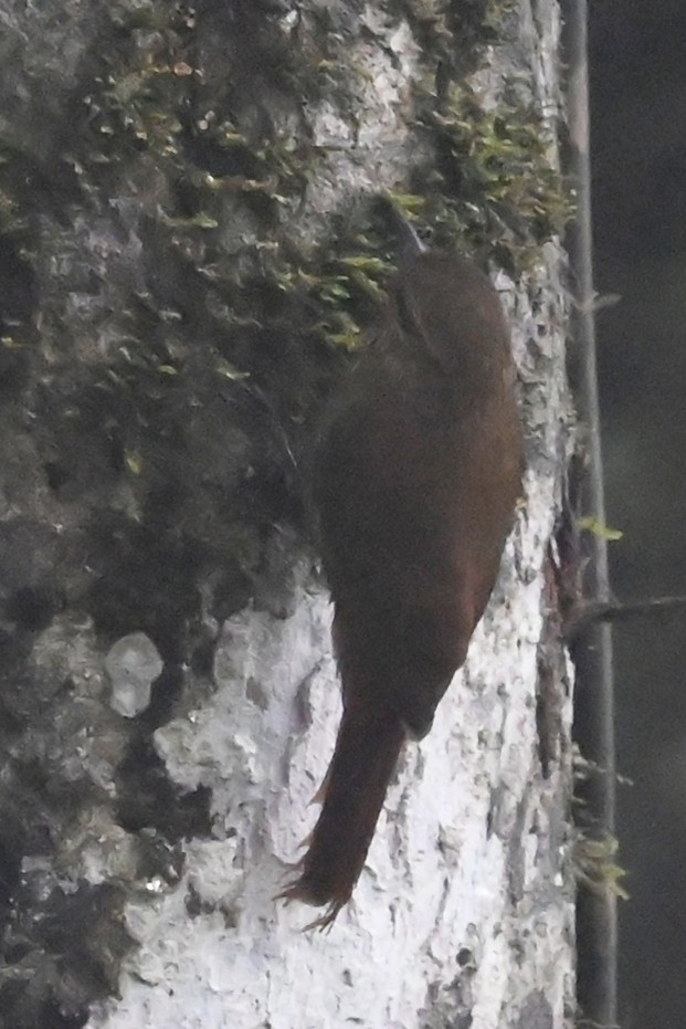 Долотоклювый древолаз - ML646350014