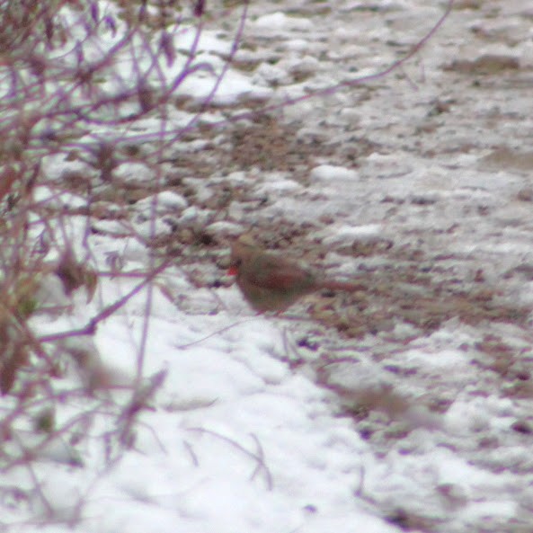 Красный кардинал - ML646350015