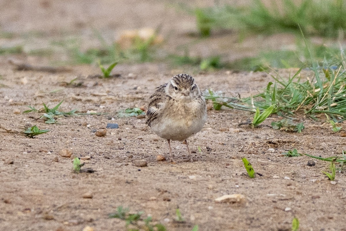 Малый/Восточный жаворонок - ML646350016