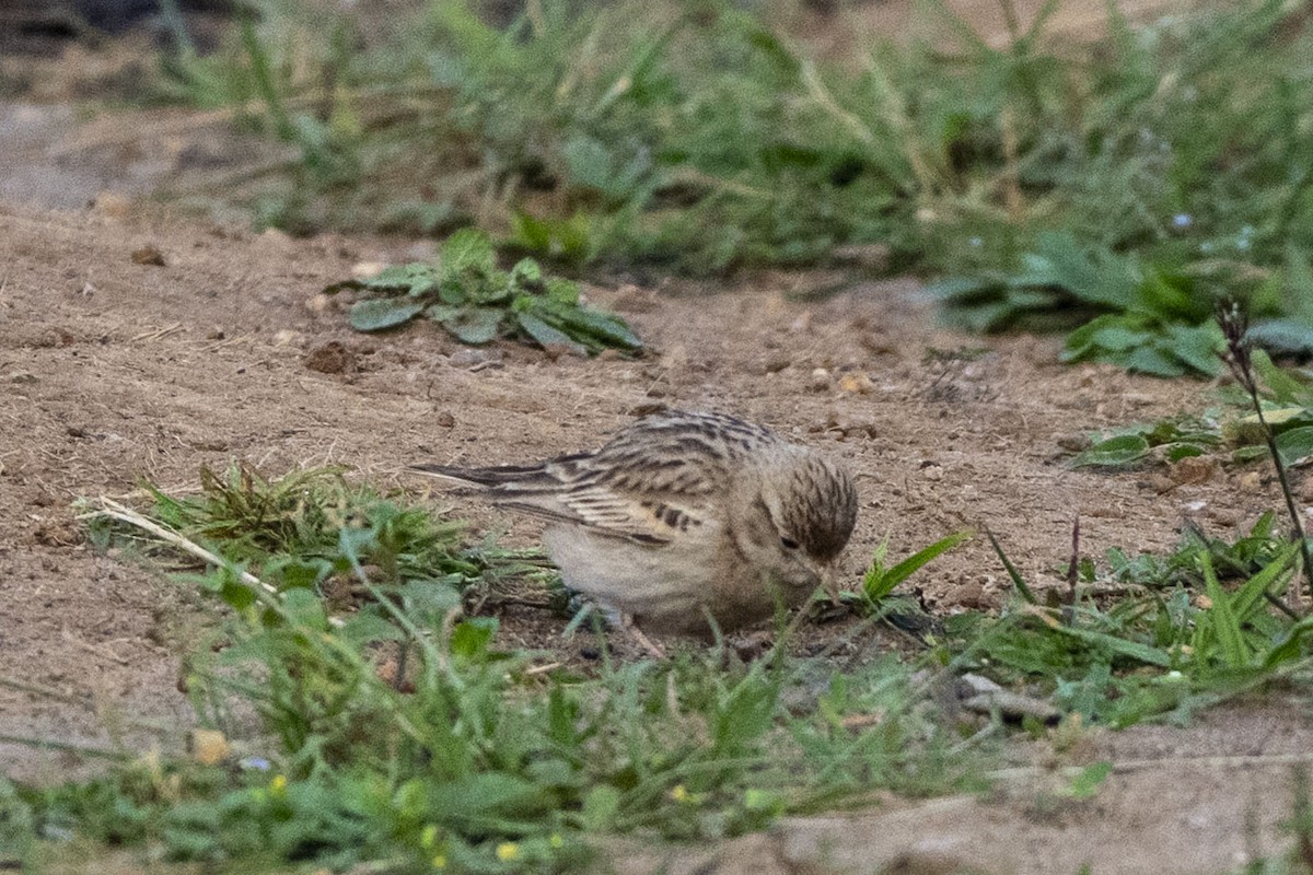 Малый/Восточный жаворонок - ML646350017
