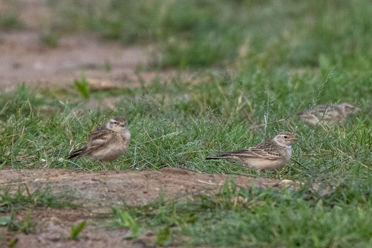 Малый/Восточный жаворонок - ML646350018