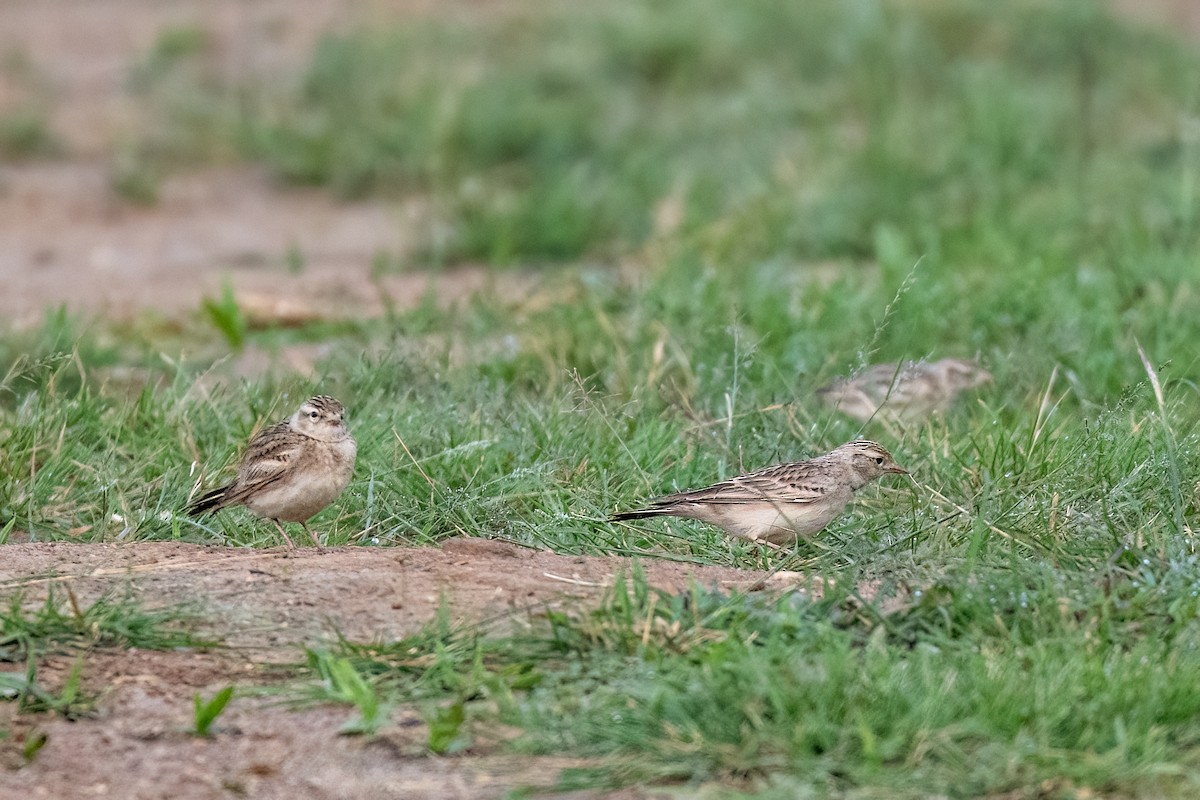 Малый/Восточный жаворонок - ML646350019
