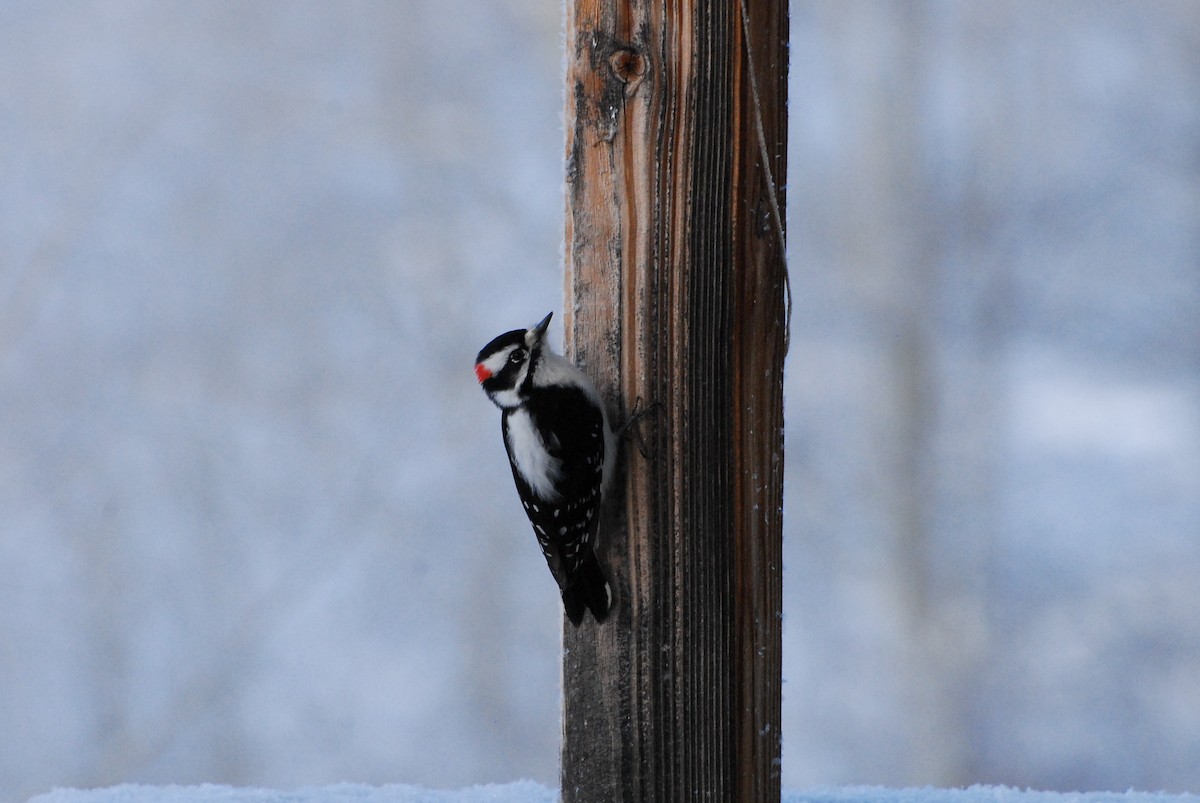 Пушистый дятел - ML646350020