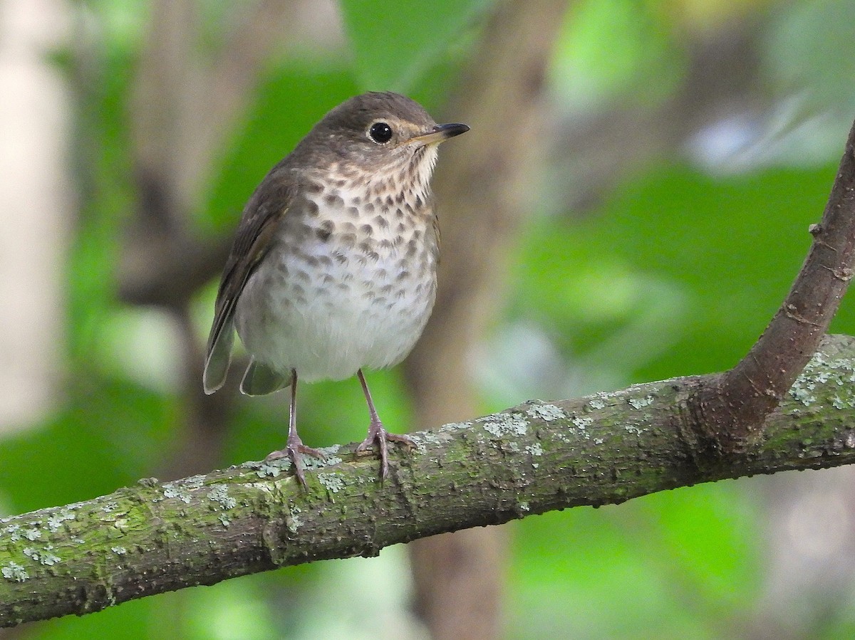 Дрозд Свэнсона [группа swainsoni] - ML646350022