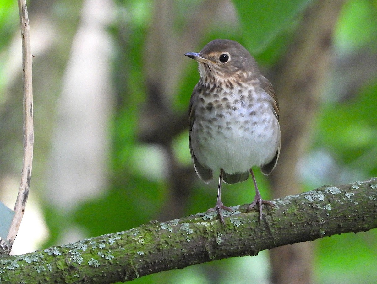 Дрозд Свэнсона [группа swainsoni] - ML646350023