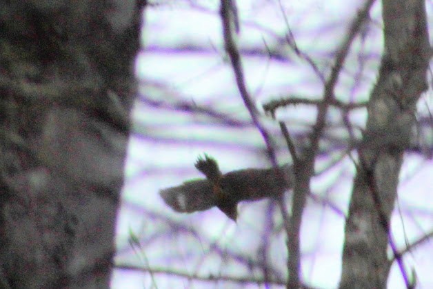 Американская ворона - ML646350024