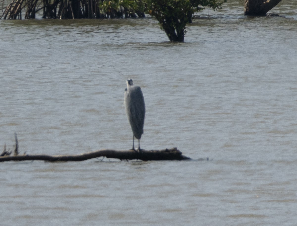 Серая цапля - ML646350025