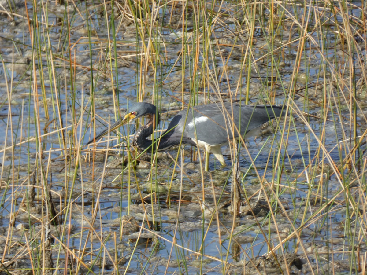 Трёхцветная цапля - ML646350026