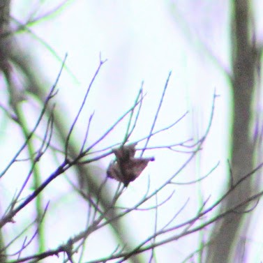 Каролинская гаичка - ML646350027