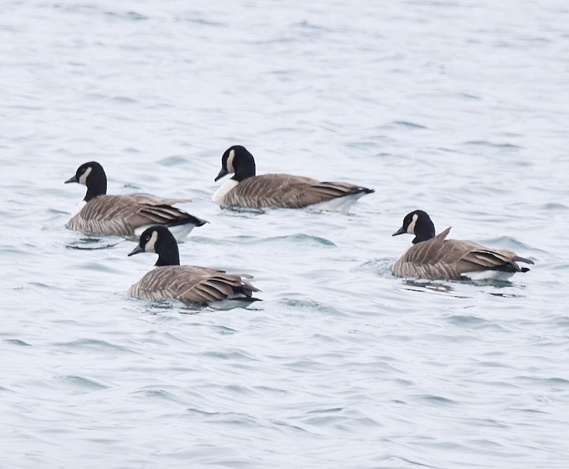 Канадская казарка - ML646350029