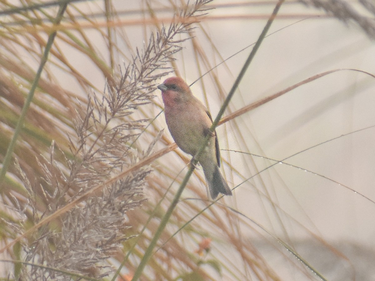 Обыкновенная чечевица - ML646350032