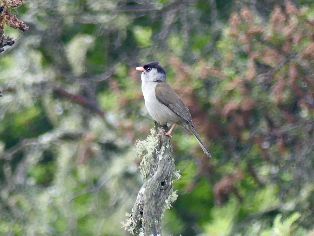 Кустарниковая славка-монашка - ML646350036