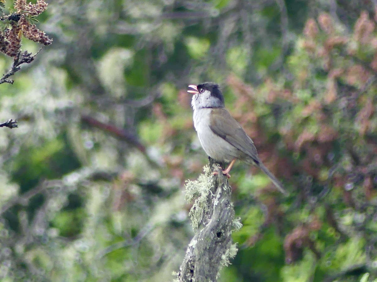 Кустарниковая славка-монашка - ML646350037