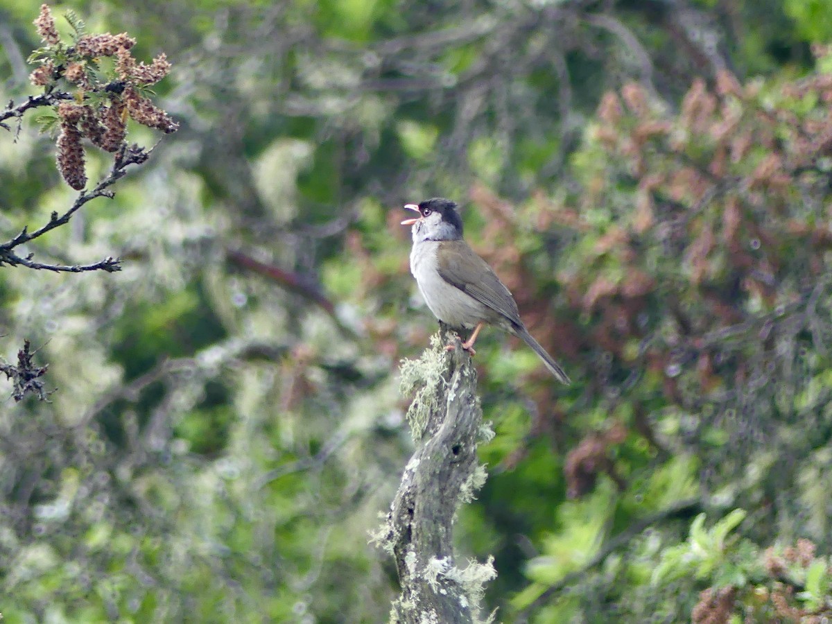 Кустарниковая славка-монашка - ML646350038
