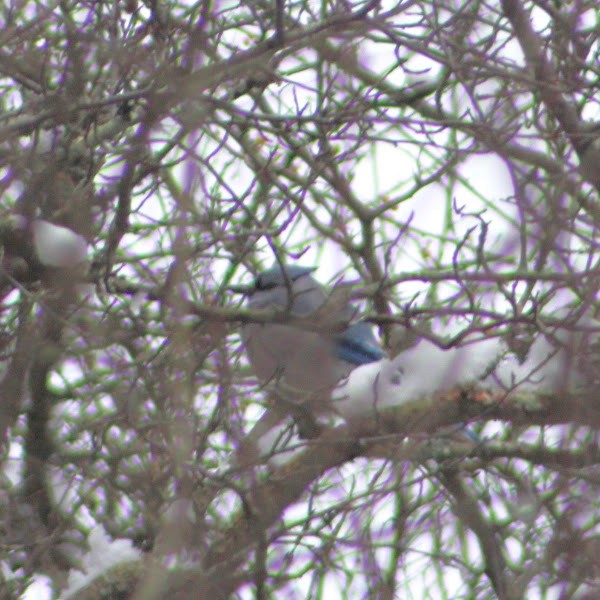 Голубая сойка - ML646350040