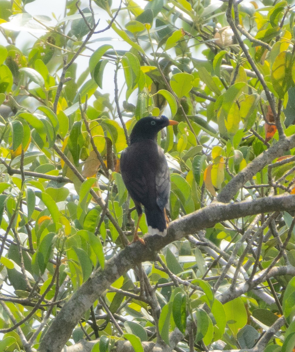 Jungle Myna - ML646350042