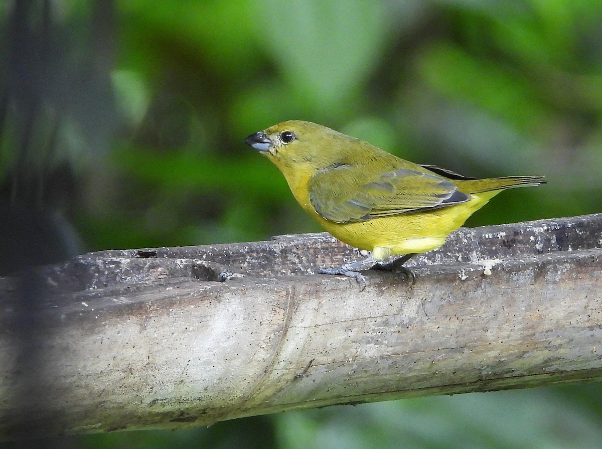 Thick-billed Euphonia (Black-tailed) - ML646350046