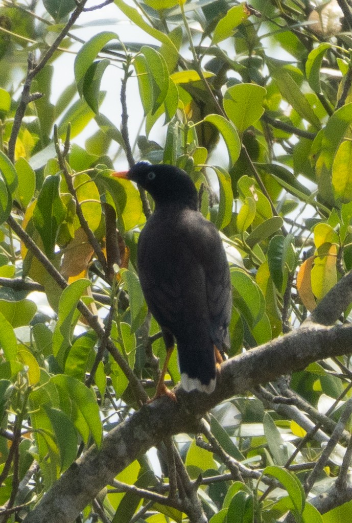 Jungle Myna - ML646350047