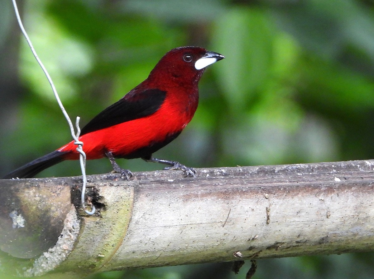 Crimson-backed Tanager - ML646350060
