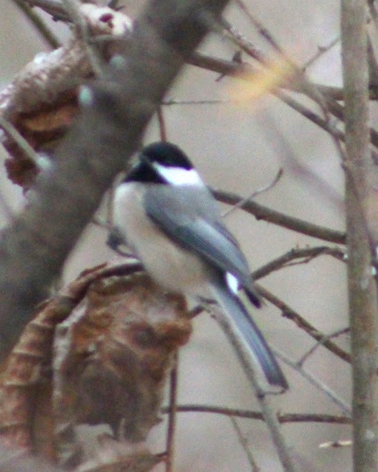 Гаїчка світлокрила - ML646350061